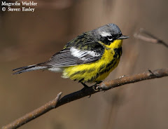 Magnolia Warbler