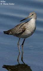 Willet