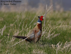 Ring-necked Pheasant