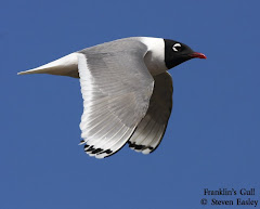 Franklin's Gull in Flight