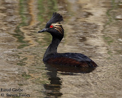 Eared Grebe