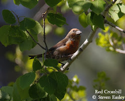 Red Crossbill