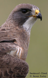 Swainson's Hawk