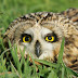 Skomer - SE Owls