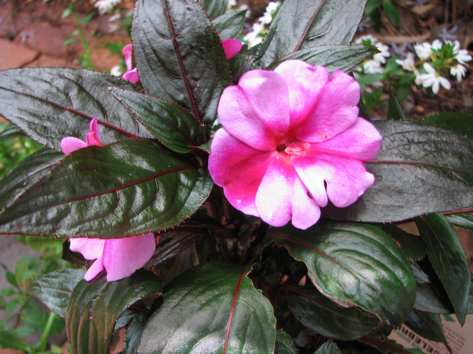 My Dry Tropics Garden Impatiens hawkeri New Guinea Impatiens