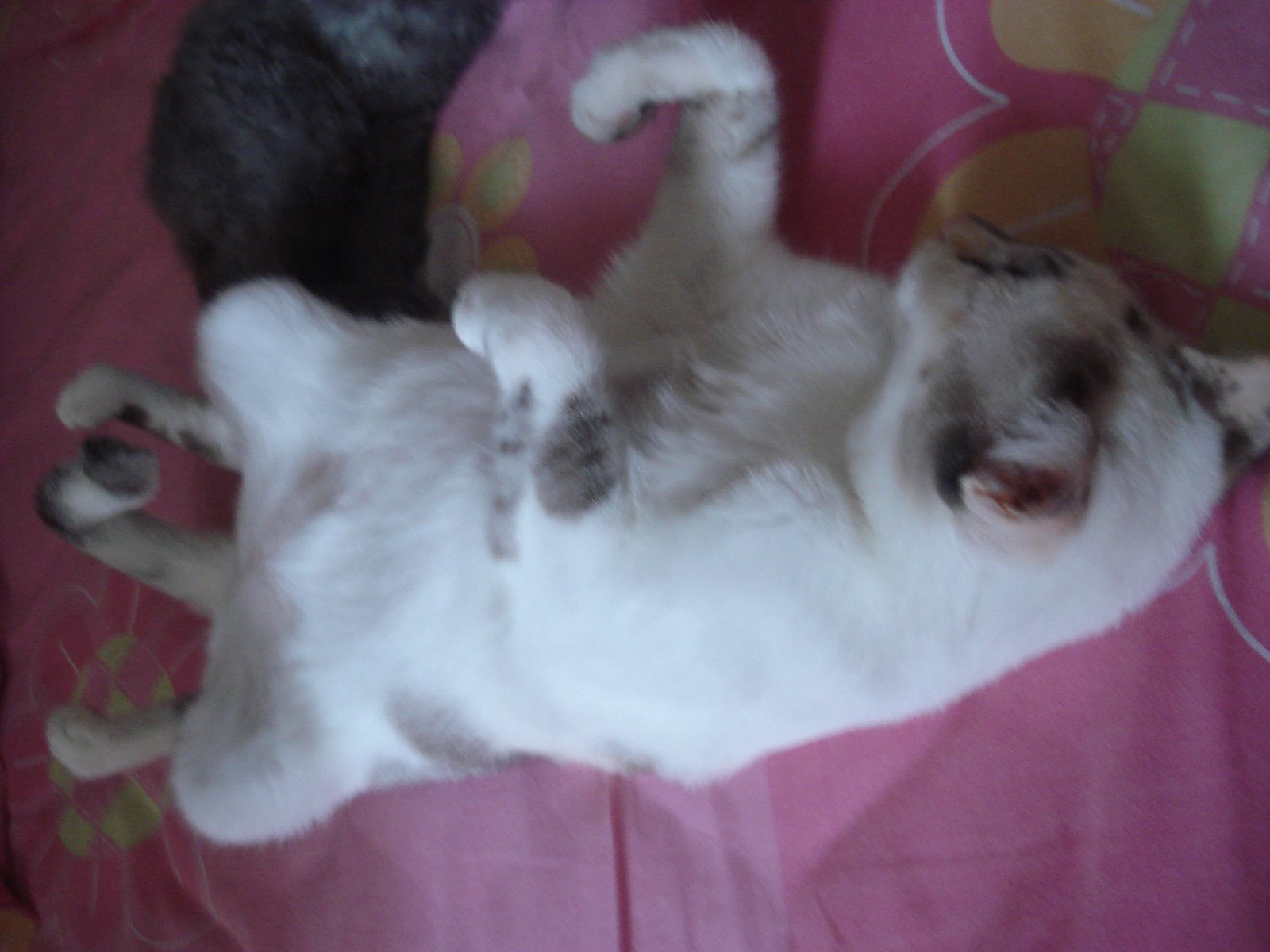 [gata-lili-panceps.JPG]