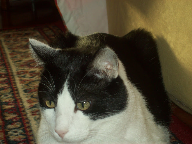 QUESTO é ETTORE IL MIO GATTO