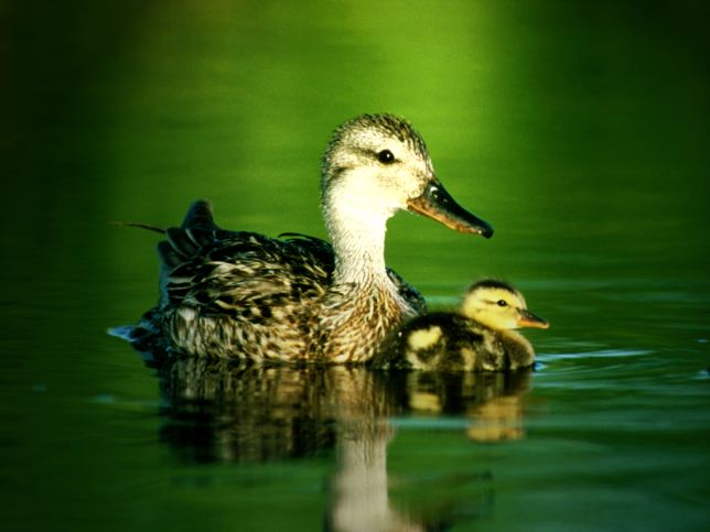 [gadwall-duck.jpg]