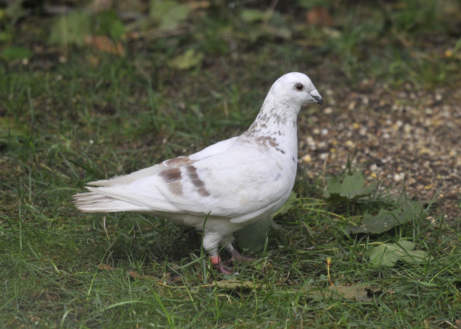 Proof Positive Photo Blog Lost pigeon in our yard