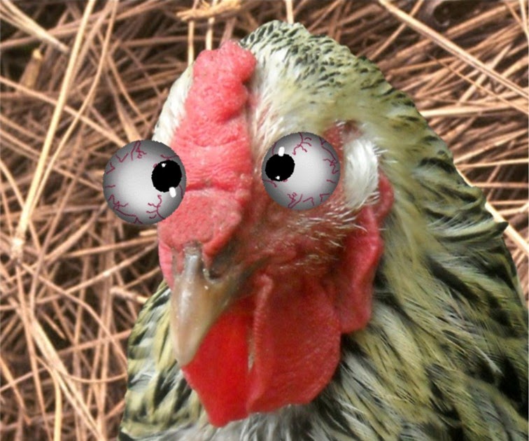 the Chicken Wrangler Letters to Lizzy Raising the Royal Chicken Dander??