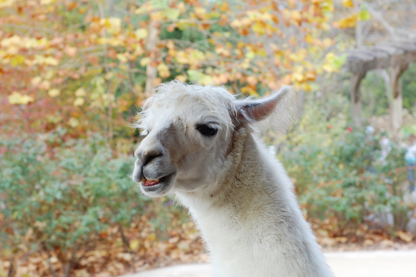 Life With A Ponytail: Interesting fact about llamas they Spit Life With A Ponytail: Interesting fact about llamas they Spit