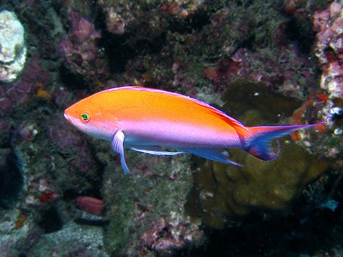 [anthias.bmp]