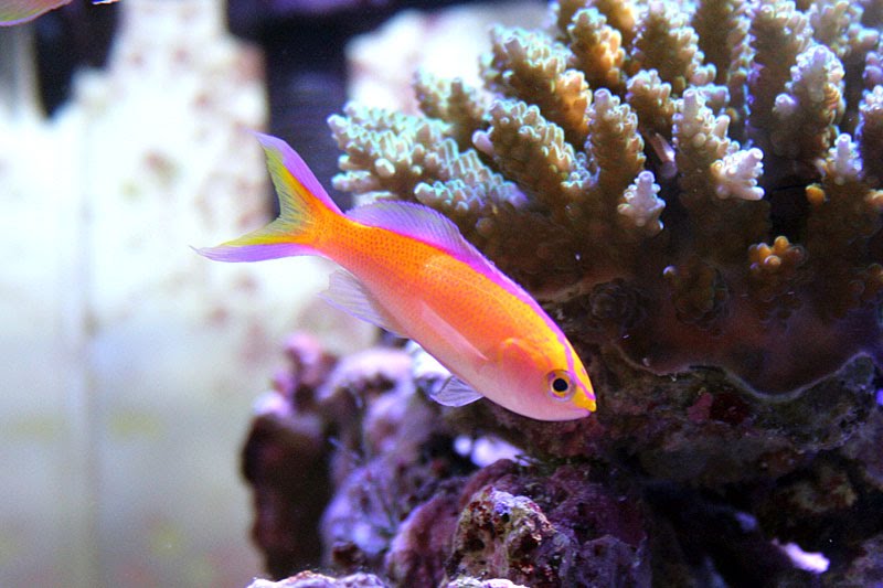 [pseudanthias_parvirostris.bmp]