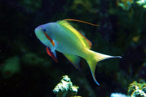 [2101089374_0e65bc6790.bmp]