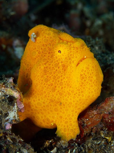 [frogfish2.bmp]