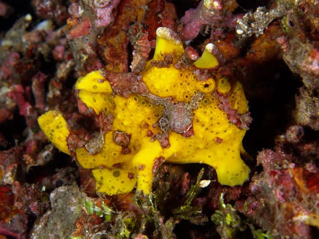 [frogfish4.bmp]