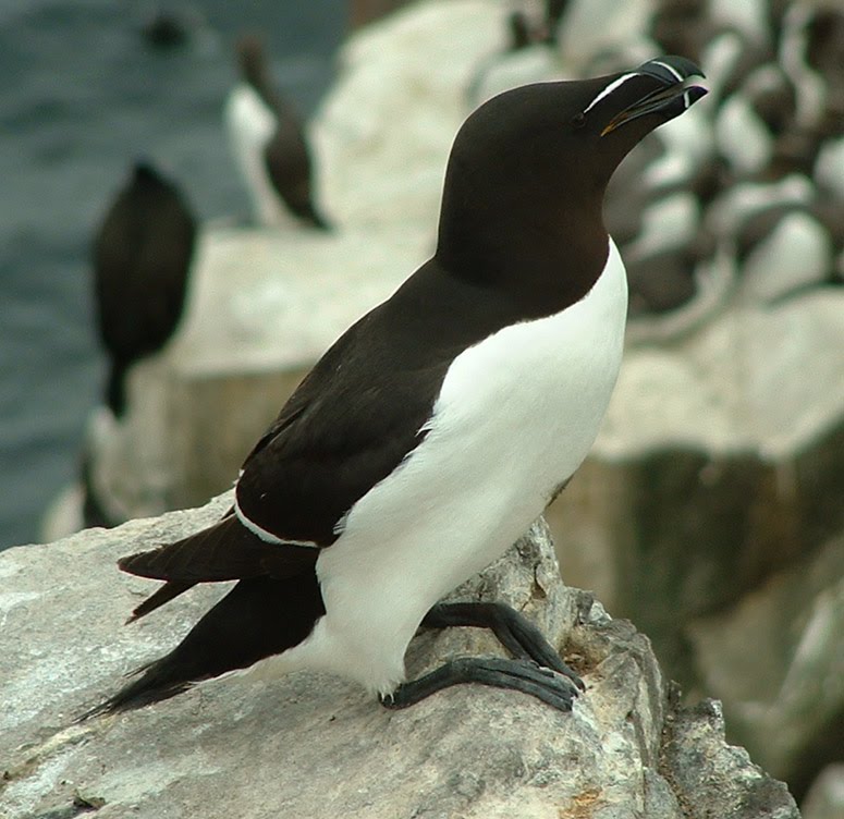 [Razorbill.bmp]
