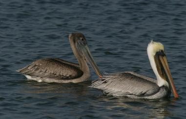 [Waterbirds_-_Brown_Pelicans_adult_and_immature_swimming_11-07-381x245.bmp]