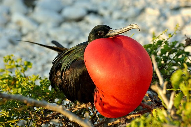 [Great%2520Frigatebird.bmp]