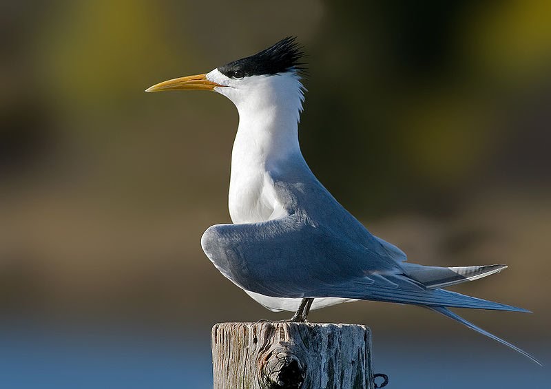 [800px-Crested_Tern_Tasmania.bmp]
