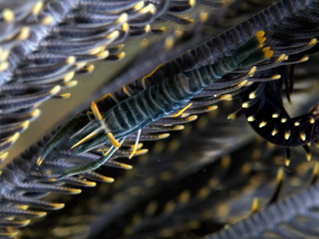 [crinoidshrimp.bmp]