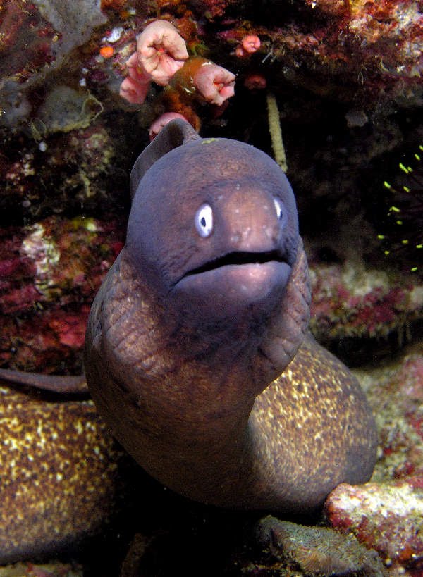 [Siderea_thyrsoidea2.bmp]