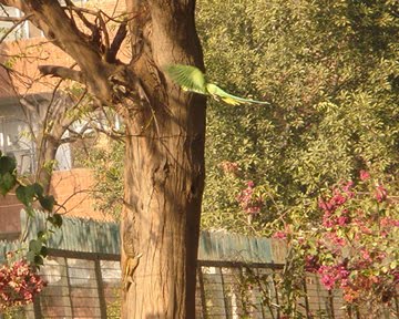 [barbetthomeparrotsquirrel.jpg]