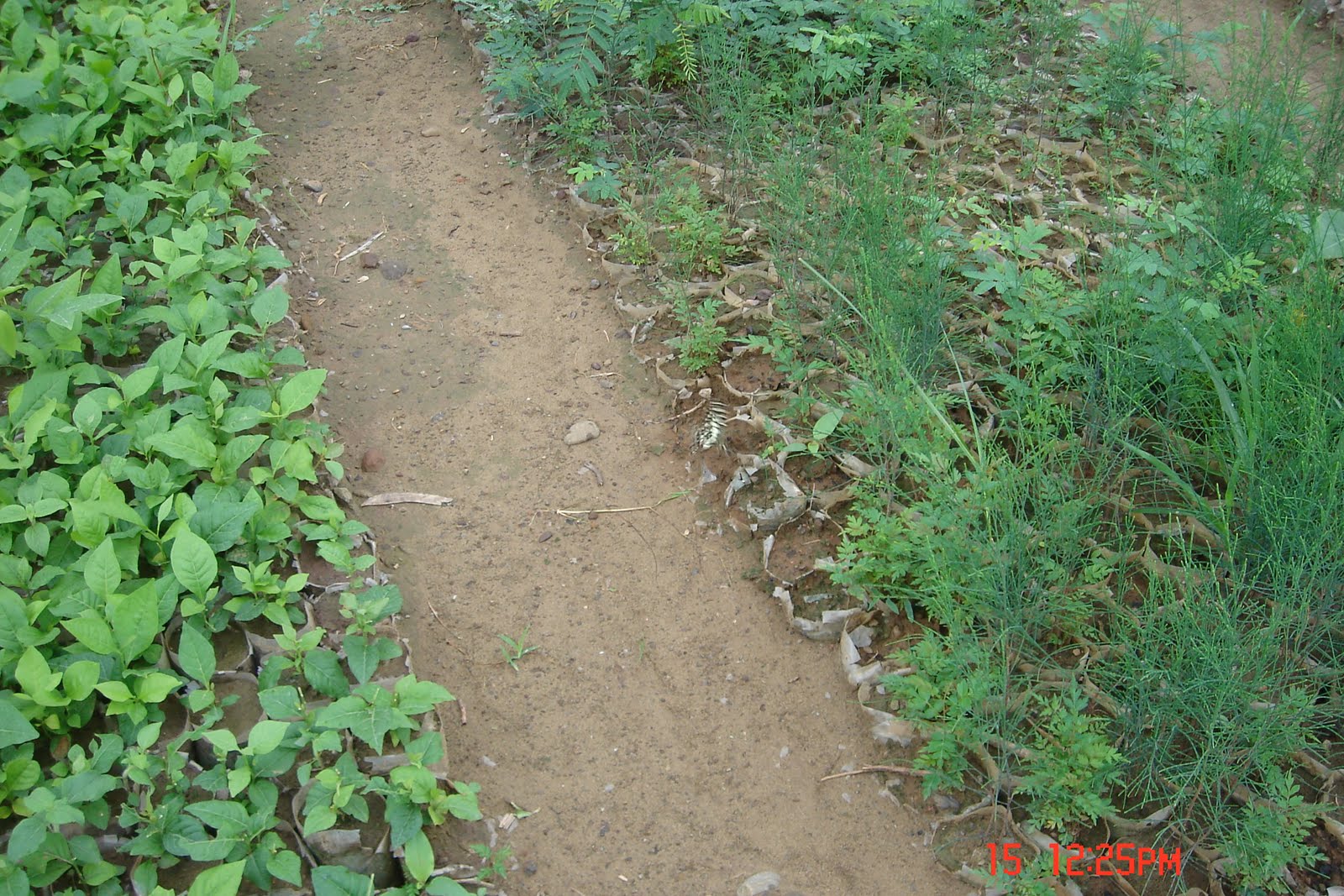 [view+of+the+nursery+at+nature+camp.jpg]