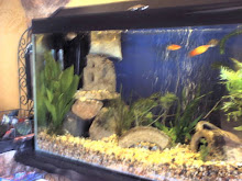 Lovely Fish Tank