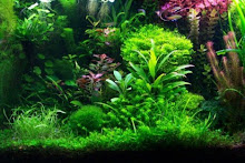 Aquarium with live plants