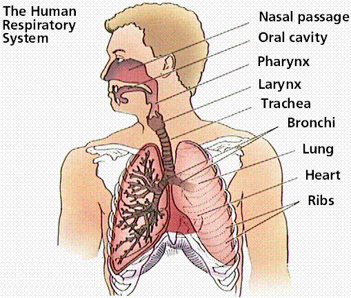 lung structure