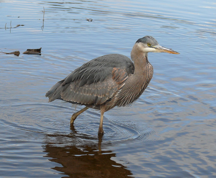 [greatblueheron7_jim_dubois.JPG]