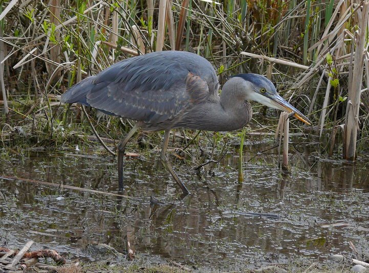 [greatblueheron9_jim_dubois.JPG]