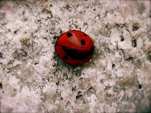 [Ladybug_Culinas_Barbara.jpg]