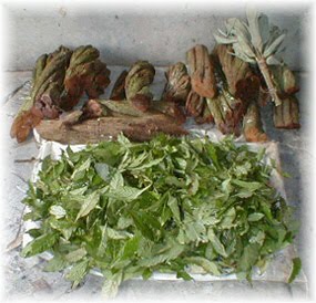 [Ayahusca.jpg]