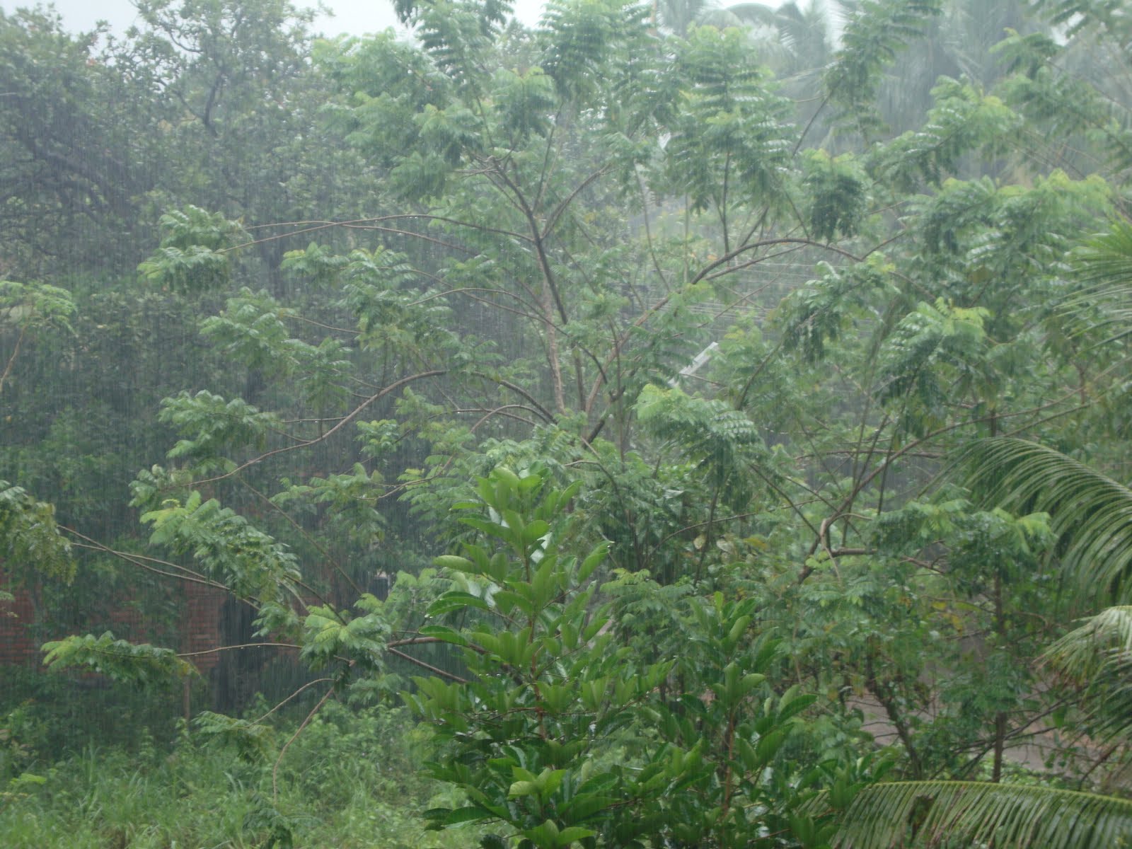 [rain+tree.JPG]
