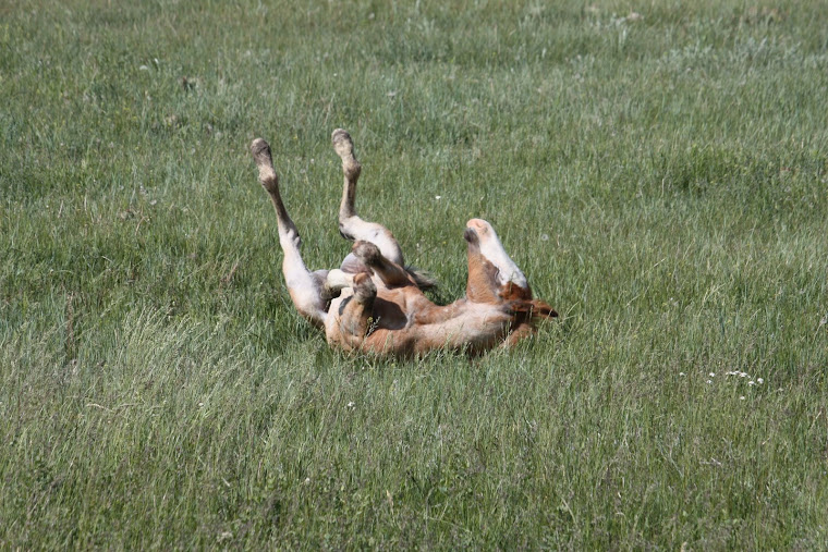 JUNE FOALS