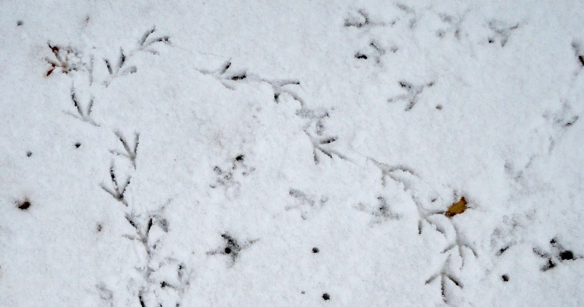 Las cinco estaciones Ida y vuelta