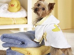 The Dog Spaw\