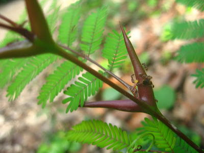 Insecto que se hace pasar por hormiga para alimentarse de las acacias