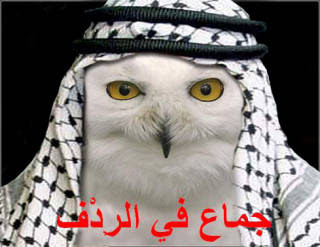 Arab_Owl_ORLY.jpg