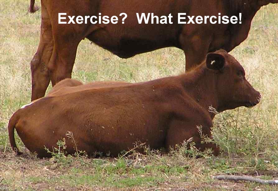 [Lazy+Cow+Exercise.jpg]