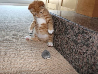 external image rtygfg.bmp