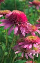 Echinacea-Blank Cards