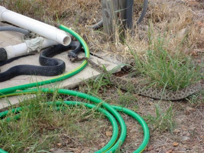 Cobra Eating Snake