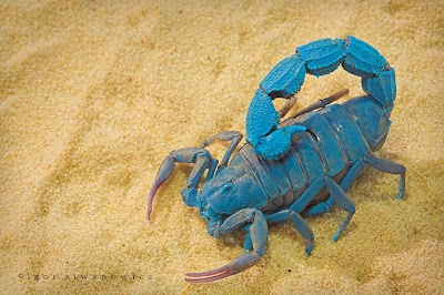 blue+scorpion.jpg