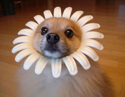 sunflower+dog+collar.jpg