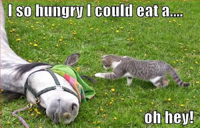 LOLcat+eat+horse.jpg