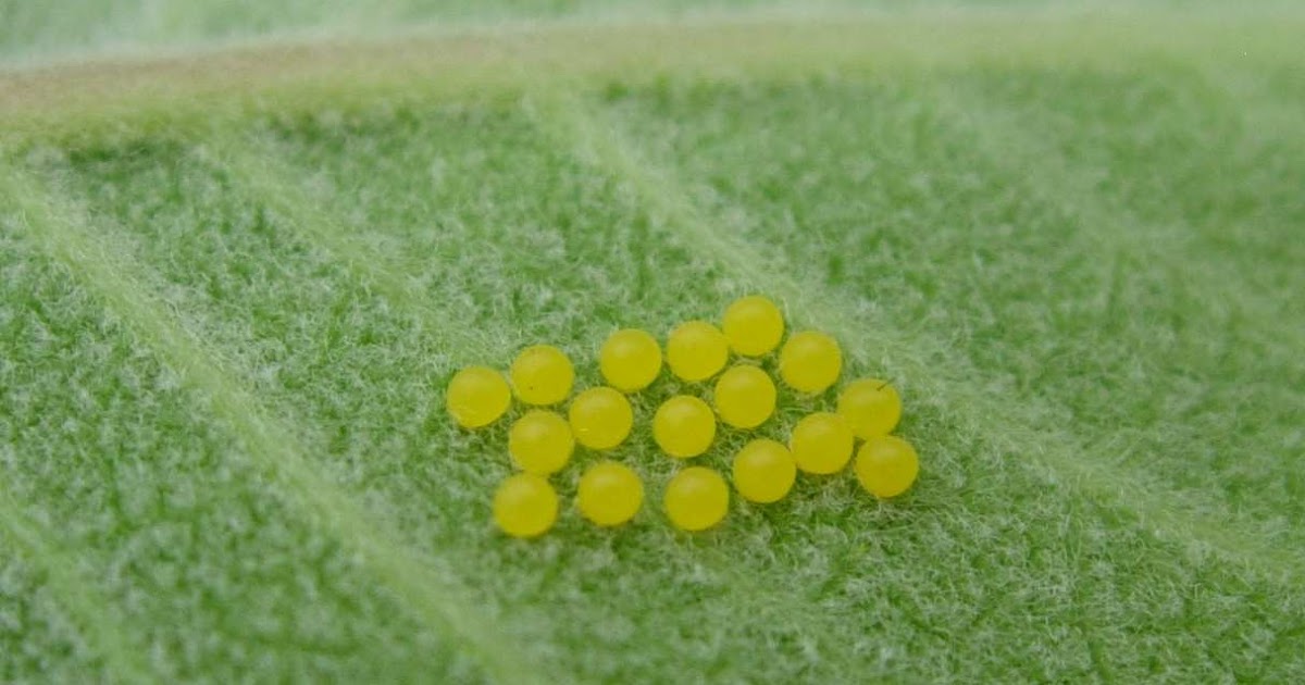 TYWKIWDBI ("TaiWikiWidbee") Yellow eggs and orange eggs on milkweed
