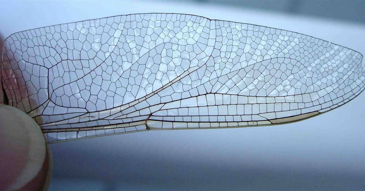 TYWKIWDBI ("TaiWikiWidbee") "on gossamer wings..."